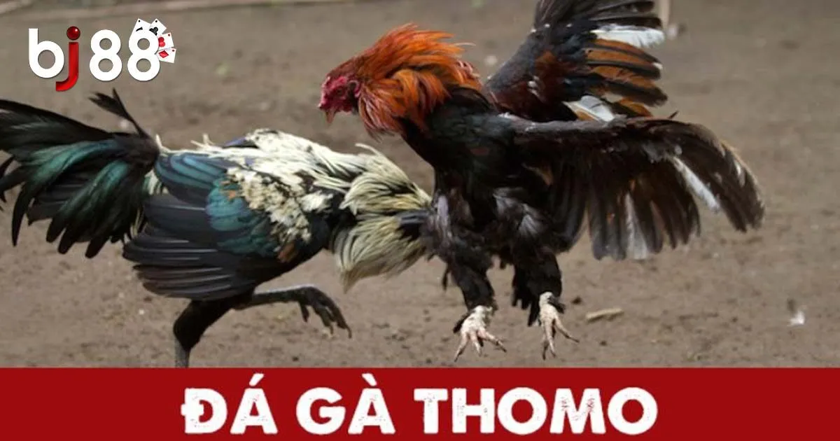 Đôi nét về đá gà Thomo