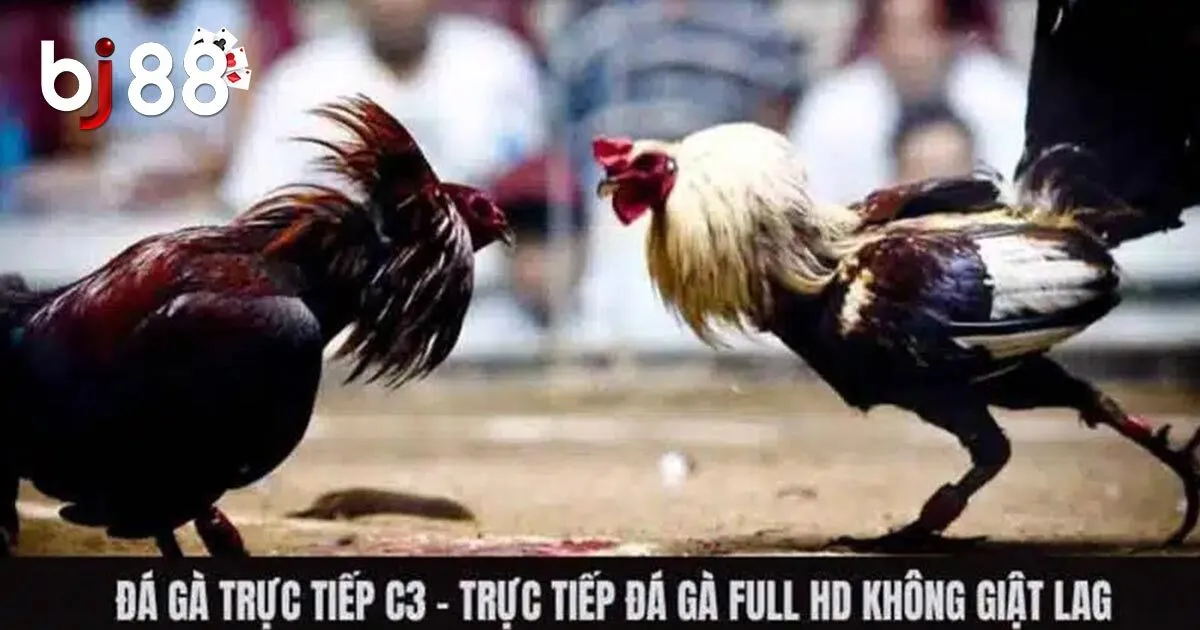 Về đá gà trực tiếp