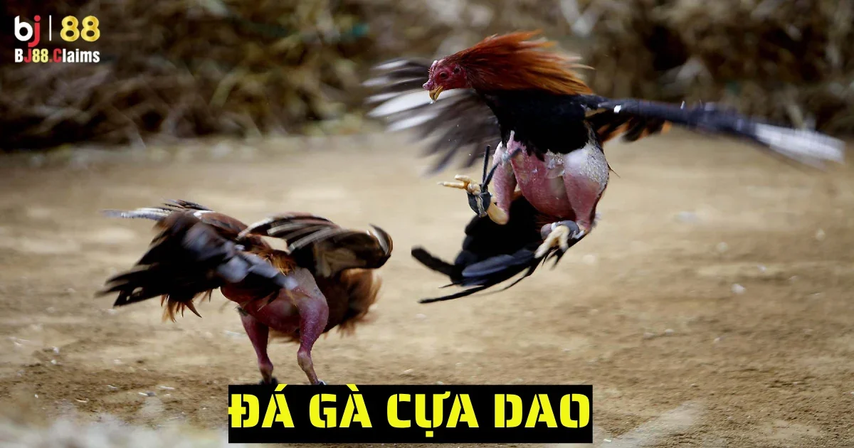 da ga cua dao 4