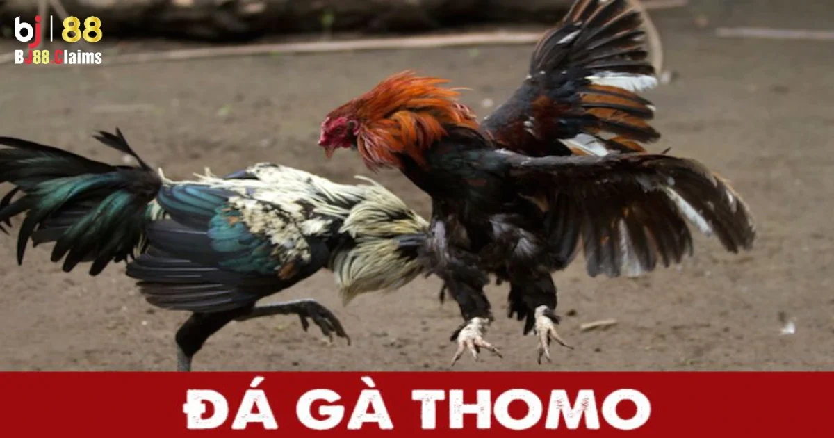 Lợi ích của việc đặt cược đá gà Thomo trên BJ88