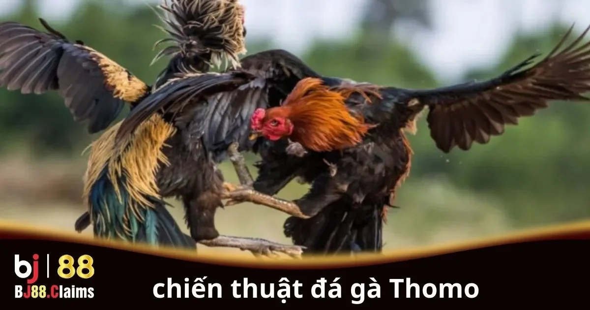 Chiến thuật đá gà Thomo hiệu quả cho người chơi