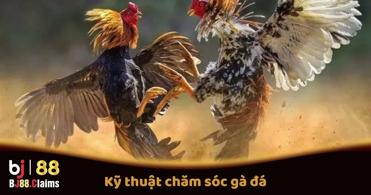 Kỹ Thuật Chăm Sóc Gà Đá Để Tăng Cường Sức Mạnh Cho Gà Trước Trận Đấu